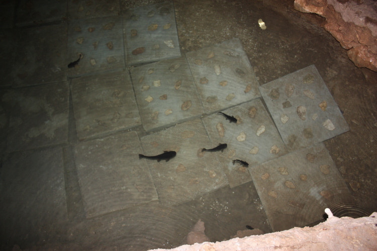 2009 01 14 Cenote Fishies